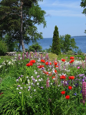 Long Garden Poppies