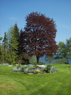 Rock Garden and Maple