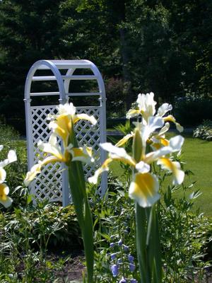 Yellow Iris